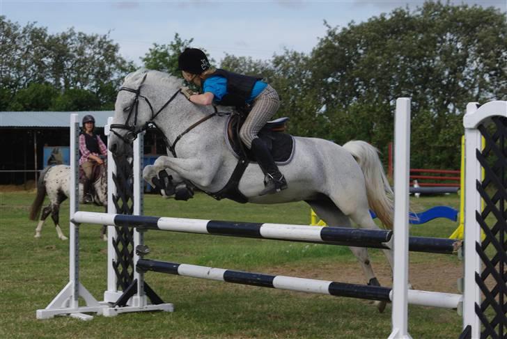 Irsk Sportspony Mistys Dream **SOLGT** - den hest kan bare hoppe huse..! :o) (ridelejre 2009 i nvr) billede 10