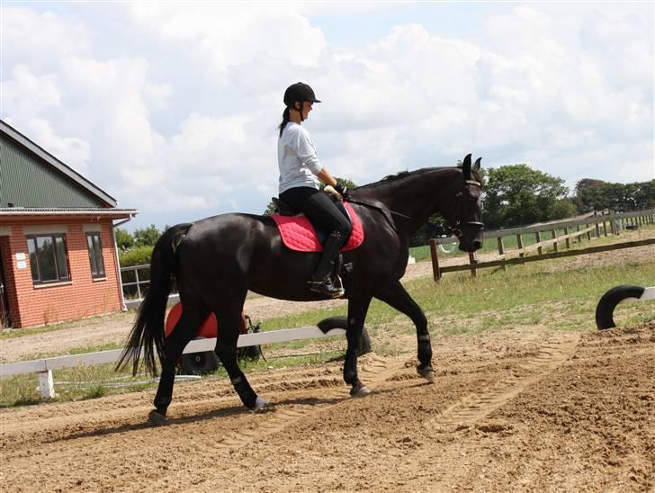 Oldenborg Chanel ( R.I.P) - træning juli billede 11