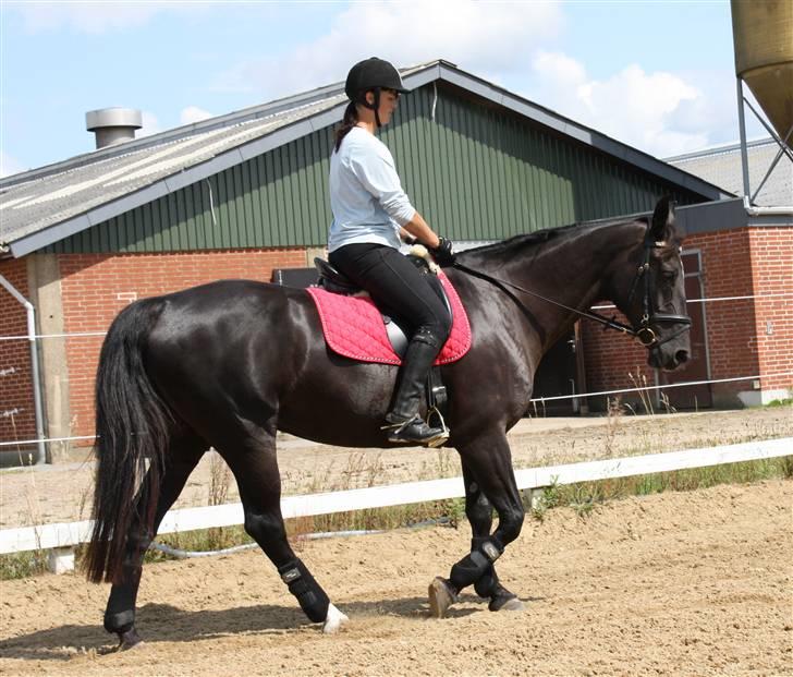 Oldenborg Chanel ( R.I.P) - træning juli billede 12