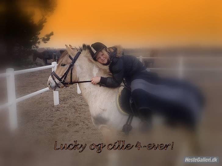 Anden særlig race lucky gamle pony:( billede 16