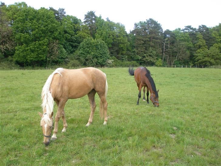 Dansk Varmblod Starlight´s Sidney billede 9