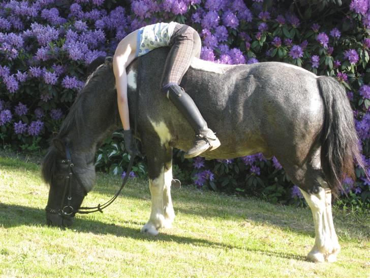 Anden særlig race Camelot B-pony. R.I.P - Smukt..? billede 17