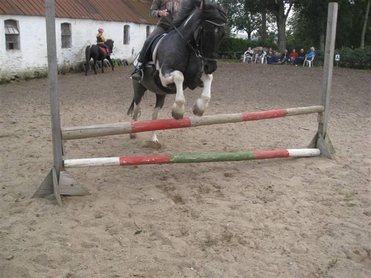 Anden særlig race Camelot B-pony. R.I.P - Lillesøs som skal overtage Camelot, springer 55cm:)  billede 18