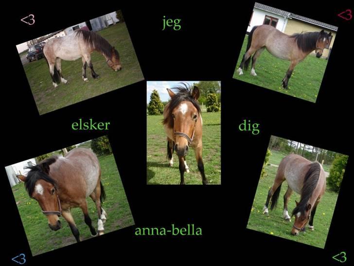 Anden særlig race Hedins anna-bella (solgt) billede 7