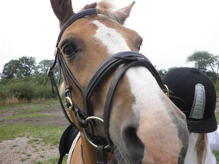Haflinger Cavaliére Cadeau (CC) - Smil til kamararet :-) billede 1