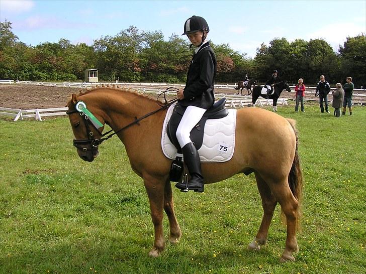 Haflinger Cavaliére Cadeau (CC) - med roset:D billede 2