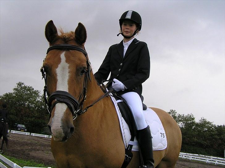 Haflinger Cavaliére Cadeau (CC) - vi så søde<3 billede 3