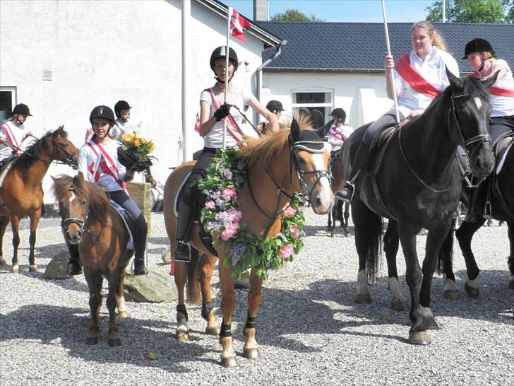 Haflinger Cavaliére Cadeau (CC) - når Cadeau vil være konge til ring ridning:P billede 4