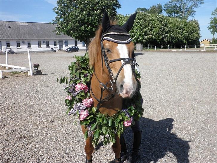 Haflinger Cavaliére Cadeau (CC) - se mig lige - jeg er stolt<3 billede 5
