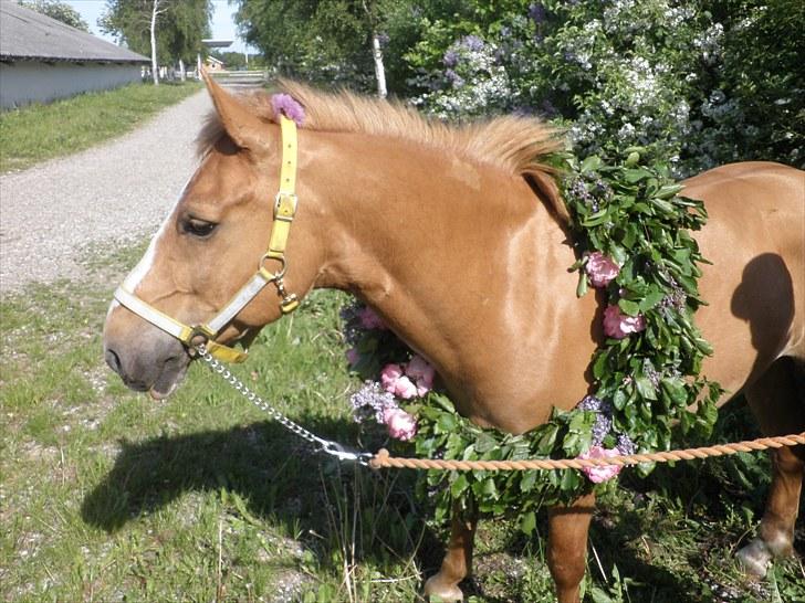 Haflinger Cavaliére Cadeau (CC) - Cadeau var bare så stolt:P<3 billede 6