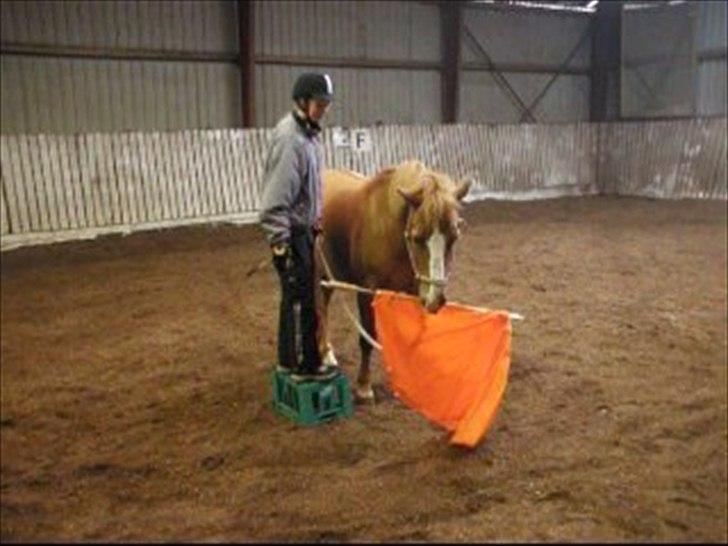 Haflinger Cavaliére Cadeau (CC) - CC kan selv holde en ødelagt paraply :D billede 7