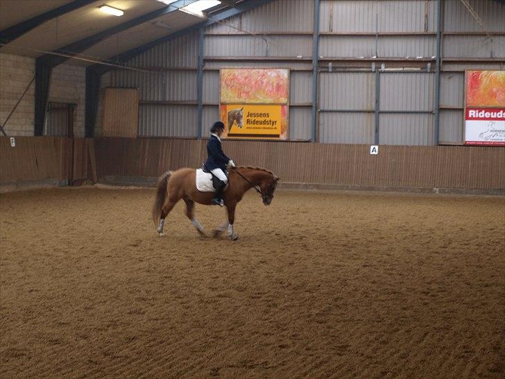 Haflinger Cavaliére Cadeau (CC) - super skridt i mit LB3 program - DEJLIGE CC :D billede 8