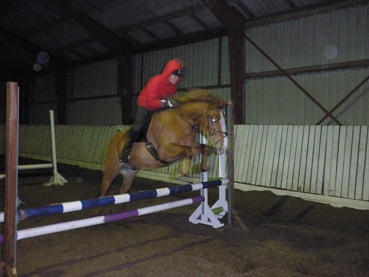 Haflinger Cavaliére Cadeau (CC) - de flyver bare over alle springene:D billede 9