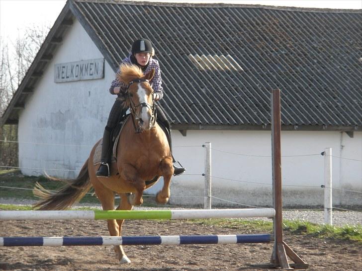 Haflinger Cavaliére Cadeau (CC) - amanda er helt klar:P billede 10
