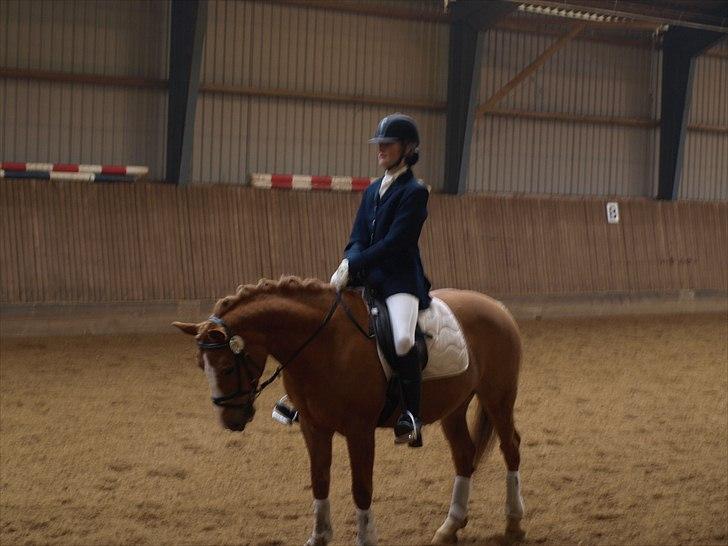 Haflinger Cavaliére Cadeau (CC) - okay - mangler det ene bagben, men ellers en super afslutnings parade billede 11