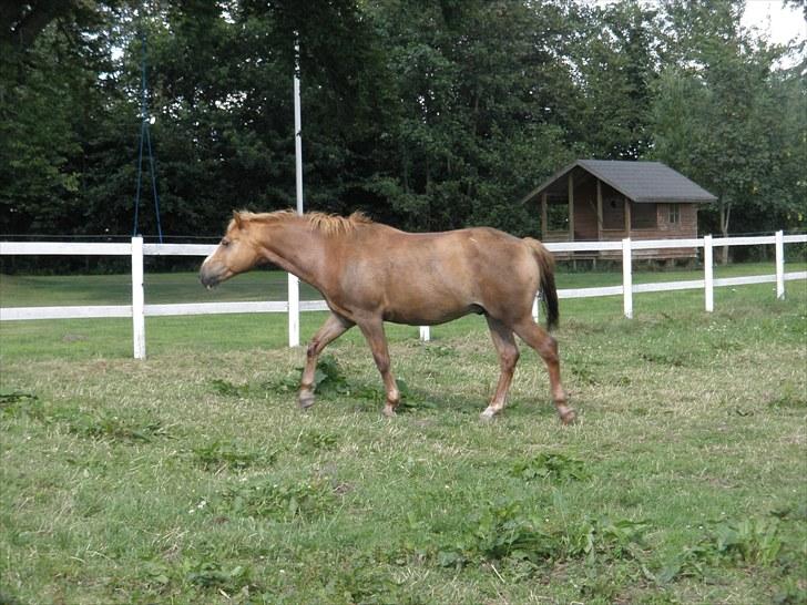 Haflinger Cavaliére Cadeau (CC) - jeg ved lige hvor jeg vil hen:P billede 12