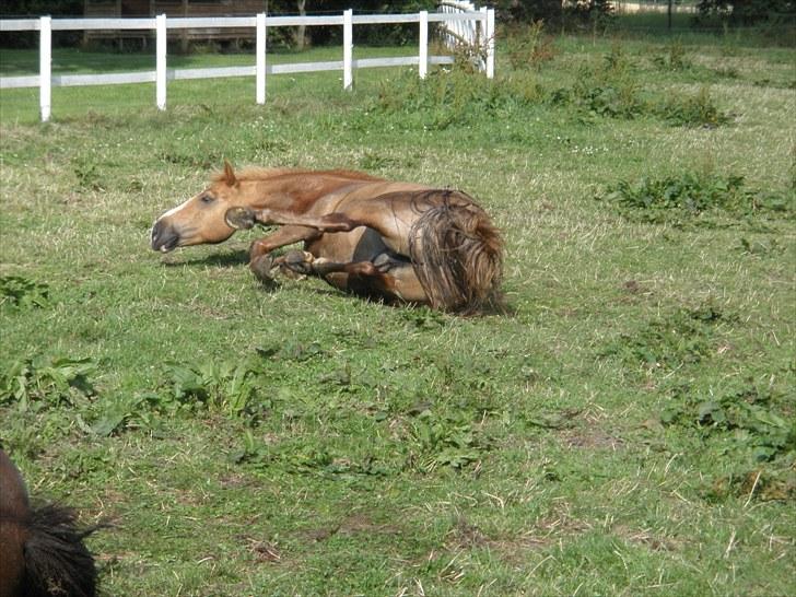 Haflinger Cavaliére Cadeau (CC) - det så dejligt at rulle sig:P billede 13