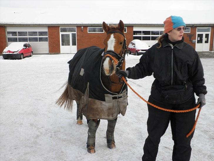 Haflinger Cavaliére Cadeau (CC) - så er vi på vej til stævne:D billede 14