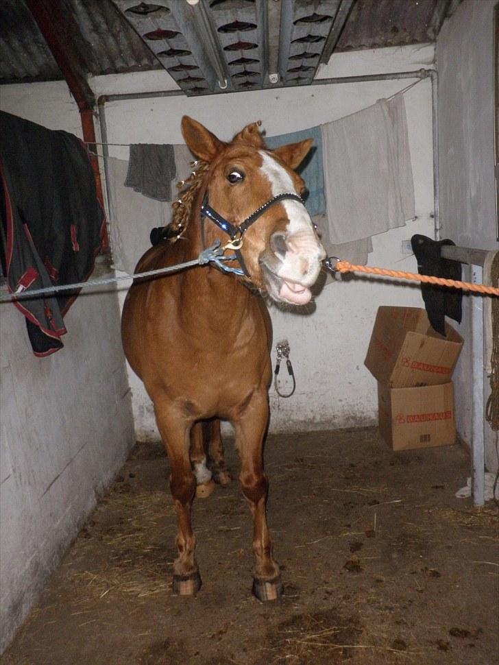 Haflinger Cavaliére Cadeau (CC) - hvad laver du cadeau? billede 15