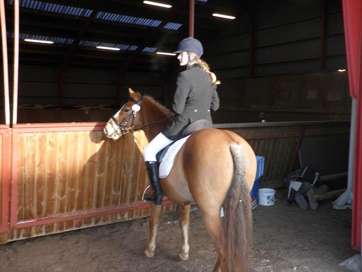 Haflinger Cavaliére Cadeau (CC) - hygge:D billede 16