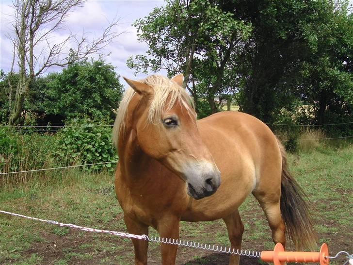 Haflinger /New Forest Kebbe - Smuk SMuk SMUk SMUK pony det er mig(: billede 18