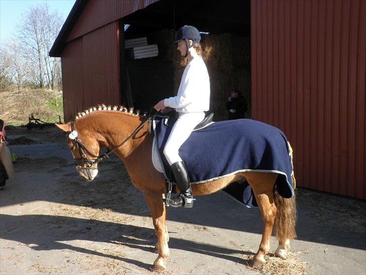 Haflinger Cavaliére Cadeau (CC) - han er bare så sød, super god opvarmning:D billede 17