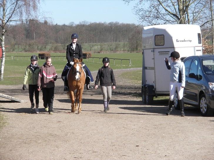 Haflinger Cavaliére Cadeau (CC) - totalt dejligt, fem om en hest:P og hesten er glad:D billede 18