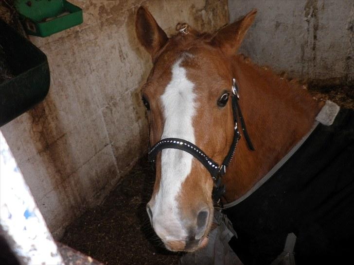Haflinger Cavaliére Cadeau (CC) - Cadeau, slapper af inden han skal sadles op:P billede 19