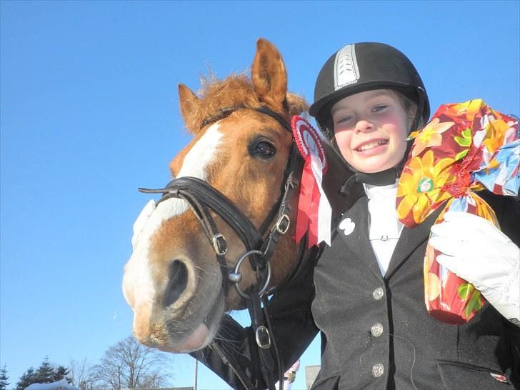 Haflinger Cavaliére Cadeau (CC) - amanda er bare så glad:D billede 20