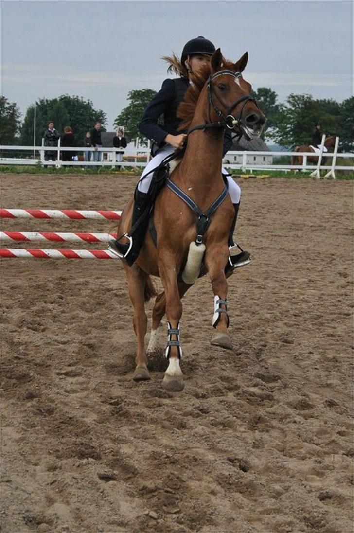 DSP Lille Asserholt Naomi [KLUBMESTER 2011] - Naomi vil meget gerne HURTIGT hend til springene ! billede 12