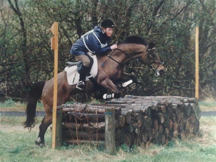 Quarter Scarlett  *r.i.p.*  - Mili i Aalborg (: billede 1