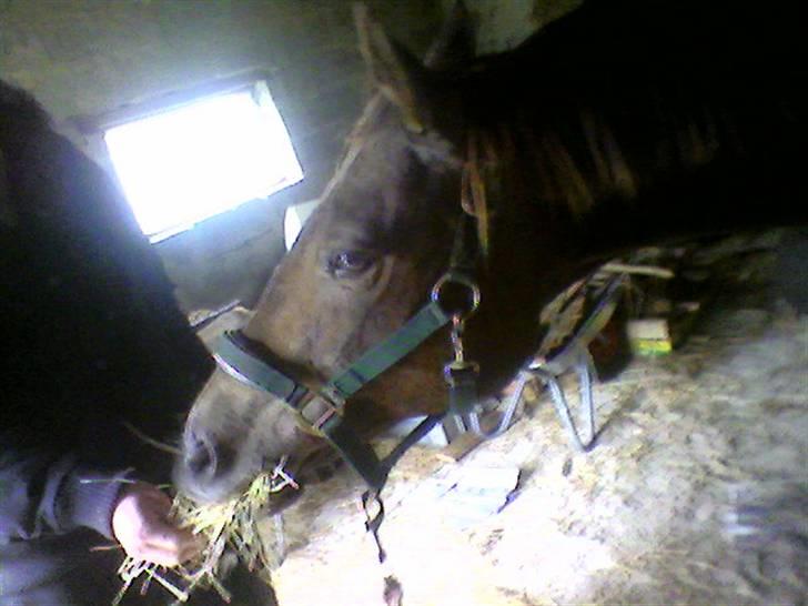 Quarter Scarlett  *r.i.p.*  billede 2