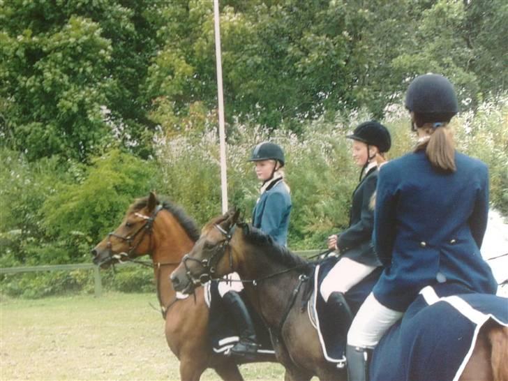 Quarter Scarlett  *r.i.p.*  billede 8