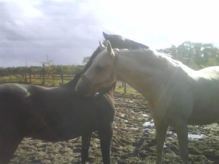 Palomino *CyranoDeBergerac*Sille  - Mine søde heste der gnubber<33 billede 11
