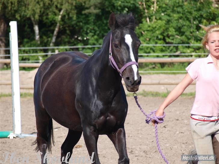 Anden særlig race Miss Nelly *SOLGT* billede 19