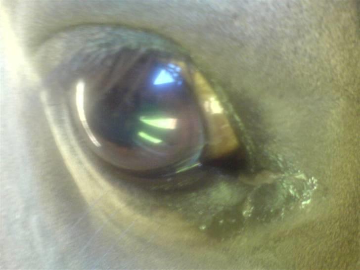 Shetlænder Hedelunds Malou billede 10