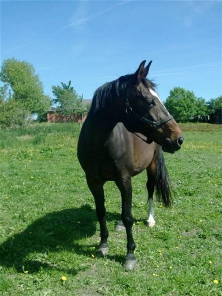 Dansk Varmblod Jacqueline Egeris**solgt* - smuksakken :o) billede 6