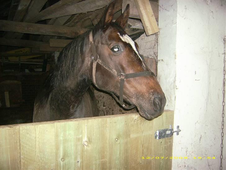 Dansk Varmblod Jacqueline Egeris**solgt* - ja ja et mudderbad er jo dejligt :o) billede 7