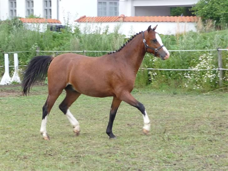 Welsh Pony (sec B) Bjerregårds Leonardo  billede 17