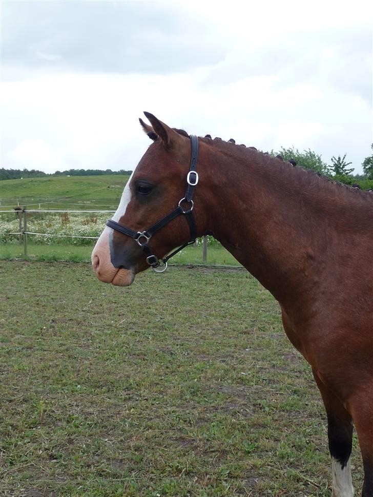 Welsh Pony (sec B) Bjerregårds Leonardo  billede 18