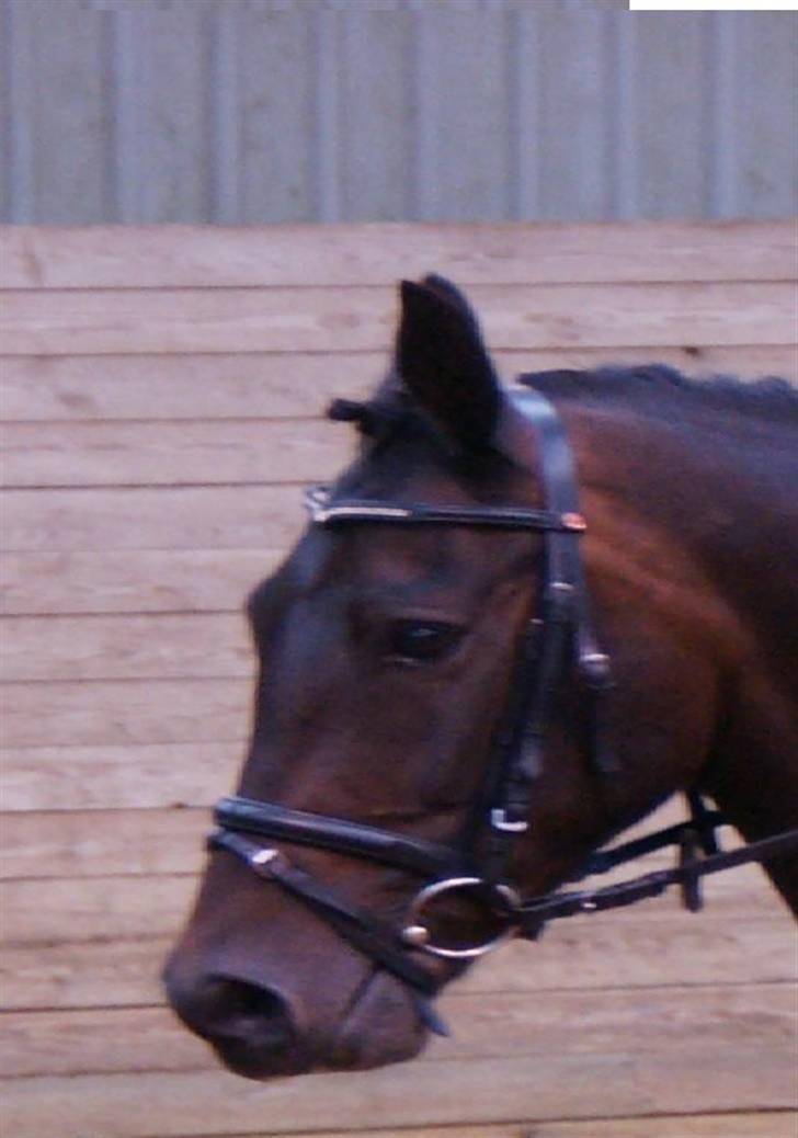 New Forest Hendrik <3 billede 12