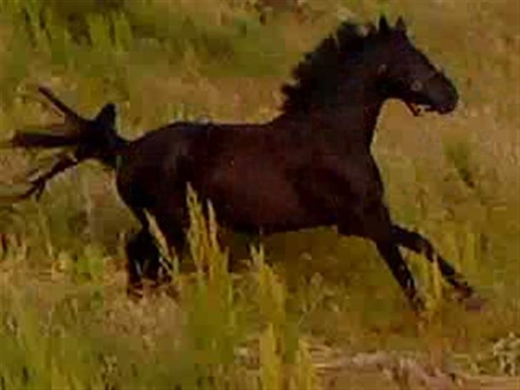 Dansk Varmblod Højbo' Mandalay BRDH - Hestene har lige fået adgang til strand engen. Håber det giver masser af muskler inden kåringen. billede 7