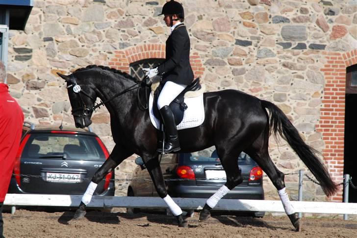 Dansk Varmblod Højbo' Mandalay BRDH - Eliteskue 2009 billede 15