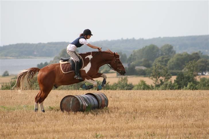 Pinto Polle - Mit dejlige dyr <3 Terræn spring med polle ;) billede 20