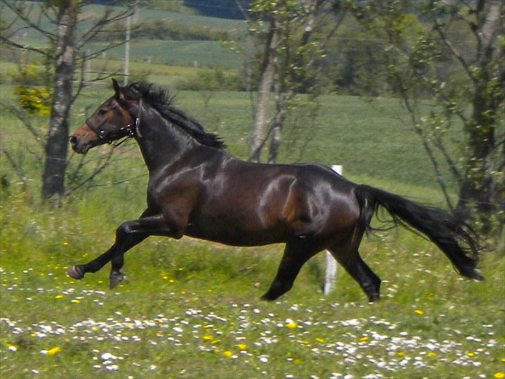 Anden særlig race Joker(min mors) R.I.P - Velkommen til Jokers profil! :D Nu hvor i er her, så læg da en kommentar + bedømmelse!  billede 1