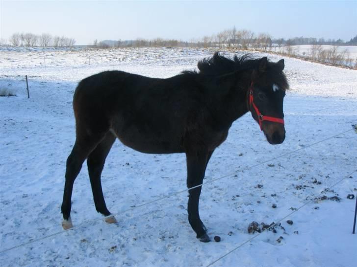 Anden særlig race Joker(min mors) R.I.P - En kold vinter-dag : Gammelt billede. billede 2