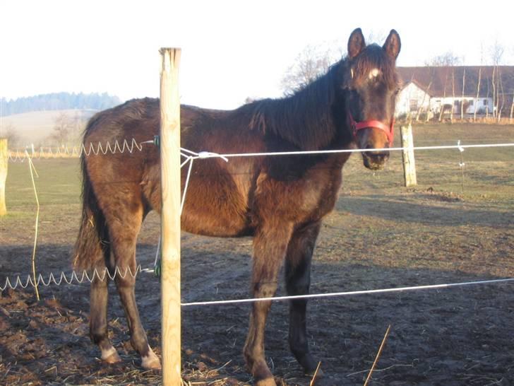 Anden særlig race Joker(min mors) R.I.P - Han er en stor uld-tot : Gammelt billede... billede 3
