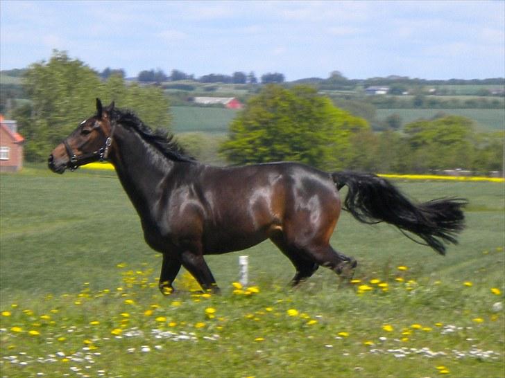 Anden særlig race Joker(min mors) R.I.P - Han jorder bare derud af. Han var lige kommet hjem :D billede 4