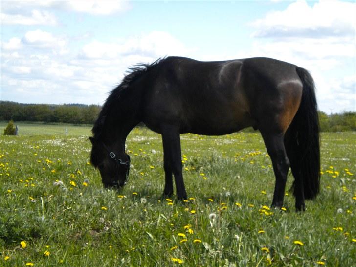 Anden særlig race Joker(min mors) R.I.P billede 5