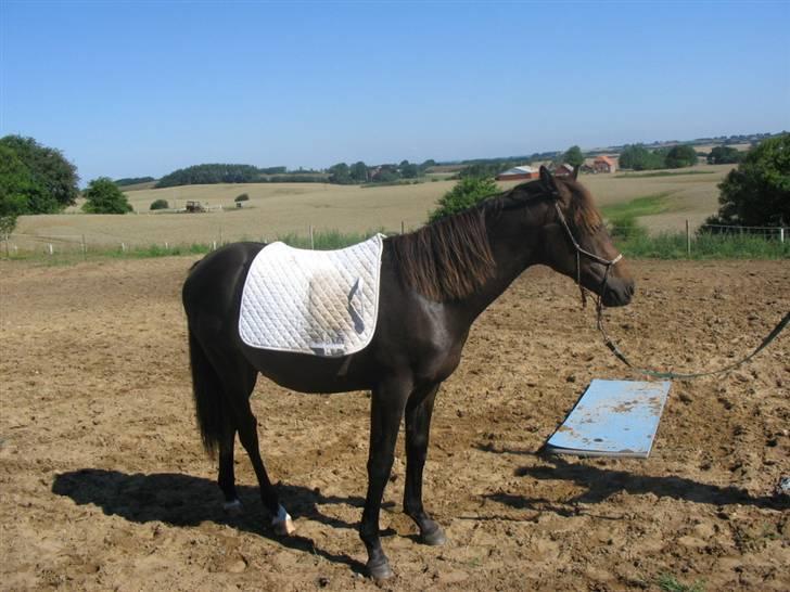 Anden særlig race Joker(min mors) R.I.P - Træningen som to års. billede 6